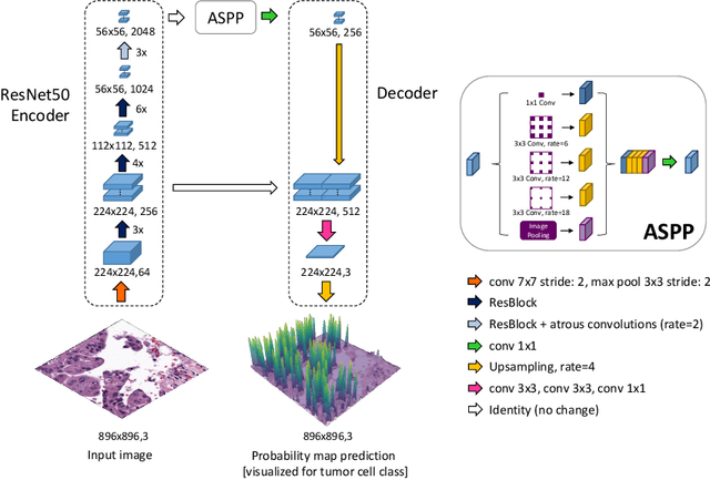 Figure 1 for SoftCTM: Cell detection by soft instance segmentation and consideration of cell-tissue interaction