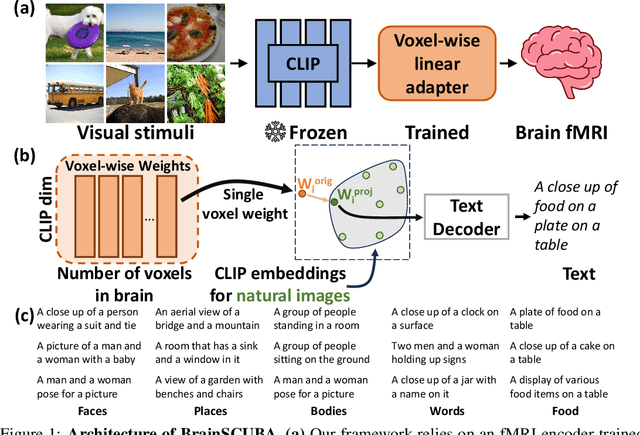 Figure 1 for BrainSCUBA: Fine-Grained Natural Language Captions of Visual Cortex Selectivity