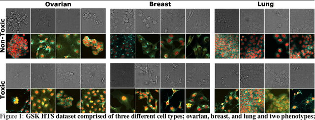 Figure 1 for Can virtual staining for high-throughput screening generalize?