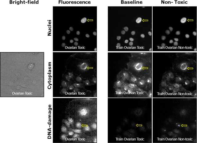 Figure 3 for Can virtual staining for high-throughput screening generalize?