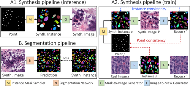 Figure 1 for Microscopy Image Segmentation via Point and Shape Regularized Data Synthesis