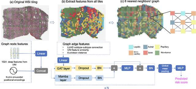 Figure 1 for Combining Graph Neural Network and Mamba to Capture Local and Global Tissue Spatial Relationships in Whole Slide Images