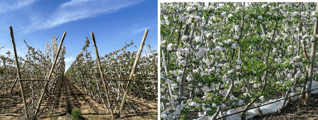 Figure 3 for Design, Integration, and Field Evaluation of a Robotic Blossom Thinning System for Tree Fruit Crops