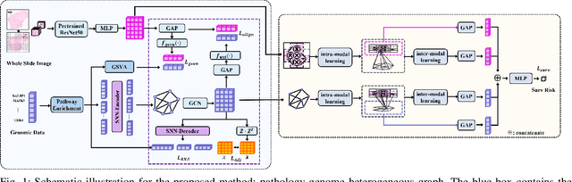 Figure 1 for Pathology-genomic fusion via biologically informed cross-modality graph learning for survival analysis