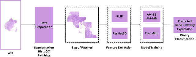 Figure 1 for Deep Learning-based Prediction of Breast Cancer Tumor and Immune Phenotypes from Histopathology