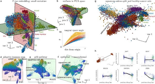 Figure 2 for $Γ$-VAE: Curvature regularized variational autoencoders for uncovering emergent low dimensional geometric structure in high dimensional data