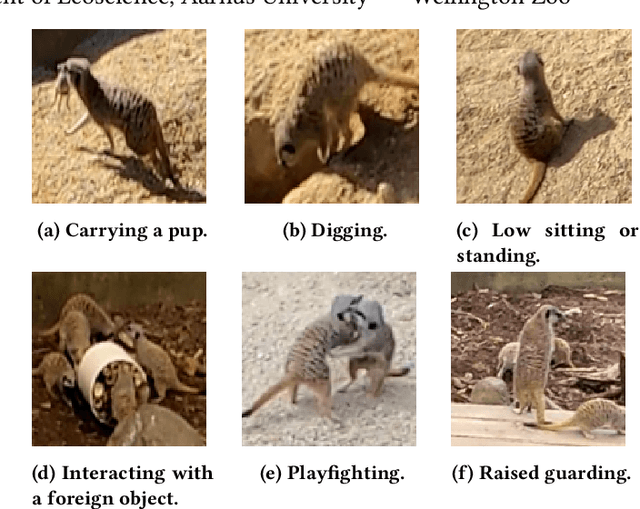 Figure 1 for Behaviour Modelling of Social Animals via Causal Structure Discovery and Graph Neural Networks