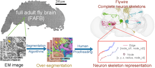 Figure 1 for Learning Multimodal Volumetric Features for Large-Scale Neuron Tracing