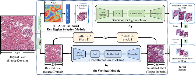 Figure 2 for AV-GAN: Attention-Based Varifocal Generative Adversarial Network for Uneven Medical Image Translation