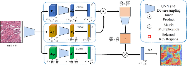 Figure 3 for AV-GAN: Attention-Based Varifocal Generative Adversarial Network for Uneven Medical Image Translation