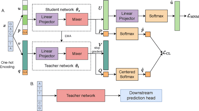 Figure 1 for Self-Distillation Improves DNA Sequence Inference