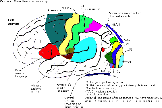 Figure 3 for DREAM: Visual Decoding from Reversing Human Visual System