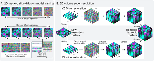 Figure 3 for Super-resolution of biomedical volumes with 2D supervision