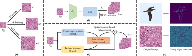 Figure 1 for Towards Arbitrary-Scale Histopathology Image Super-resolution: An Efficient Dual-branch Framework via Implicit Self-texture Enhancement