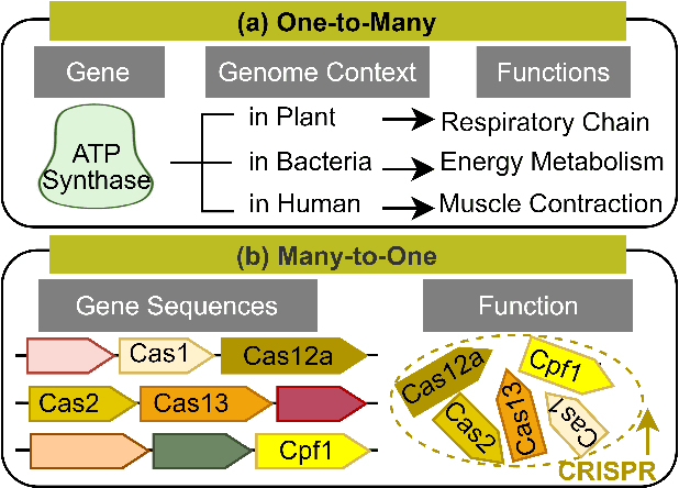 Figure 1 for FGBERT: Function-Driven Pre-trained Gene Language Model for Metagenomics