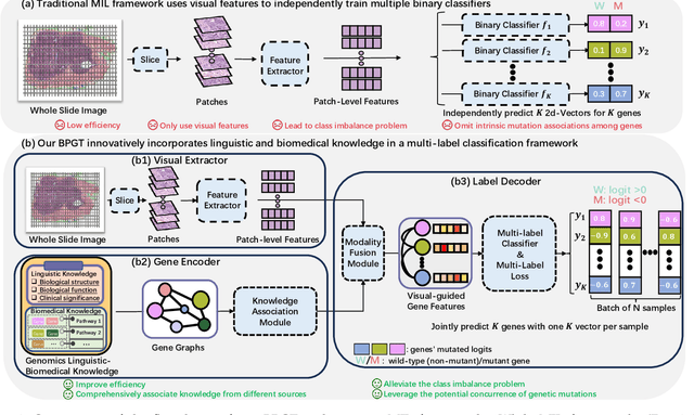 Figure 1 for Predicting Genetic Mutation from Whole Slide Images via Biomedical-Linguistic Knowledge Enhanced Multi-label Classification