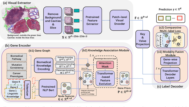 Figure 3 for Predicting Genetic Mutation from Whole Slide Images via Biomedical-Linguistic Knowledge Enhanced Multi-label Classification