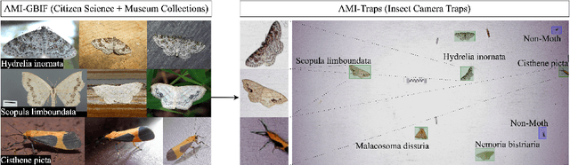 Figure 1 for Insect Identification in the Wild: The AMI Dataset