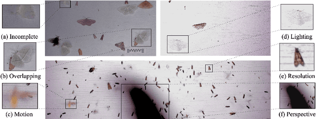 Figure 3 for Insect Identification in the Wild: The AMI Dataset