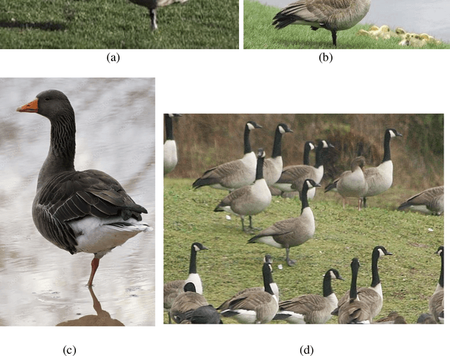 Figure 1 for GOOSE Algorithm: A Powerful Optimization Tool for Real-World Engineering Challenges and Beyond