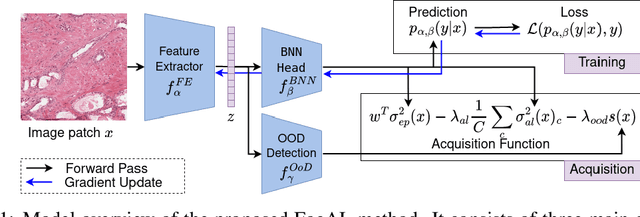 Figure 1 for Focused Active Learning for Histopathological Image Classification