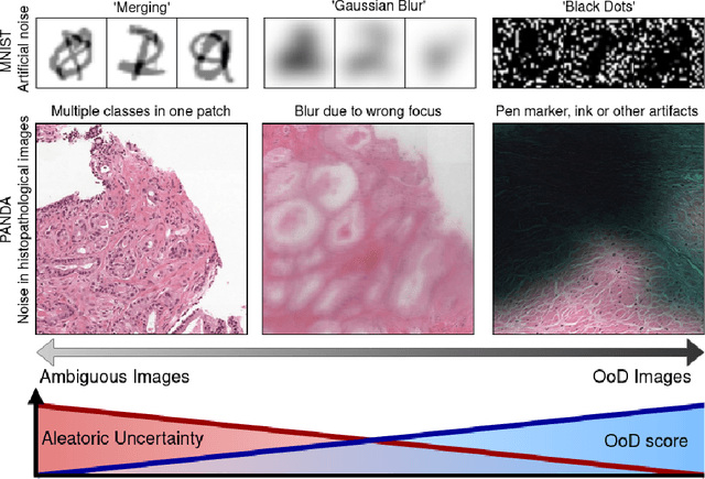 Figure 2 for Focused Active Learning for Histopathological Image Classification