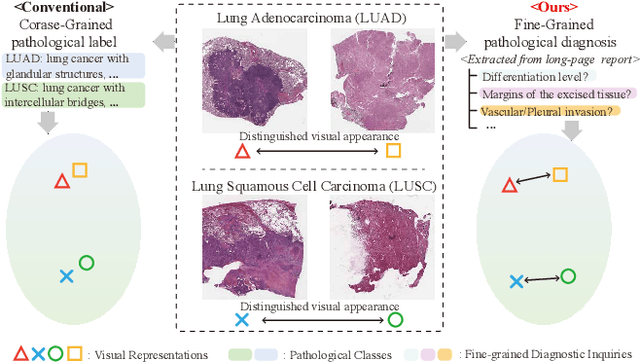 Figure 1 for Generalizable Whole Slide Image Classification with Fine-Grained Visual-Semantic Interaction