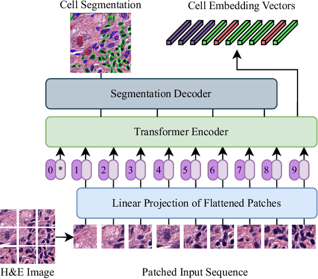 Figure 1 for CellViT: Vision Transformers for Precise Cell Segmentation and Classification