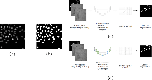 Figure 2 for Learning with minimal effort: leveraging in silico labeling for cell and nucleus segmentation