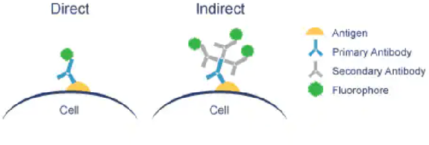 Figure 1 for Interpretation of immunofluorescence slides by deep learning techniques: anti-nuclear antibodies case study