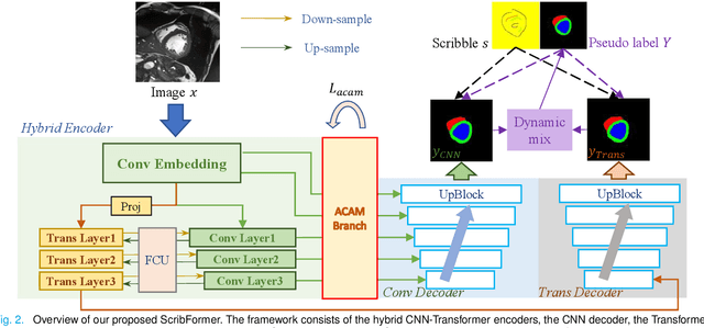 Figure 2 for ScribFormer: Transformer Makes CNN Work Better for Scribble-based Medical Image Segmentation