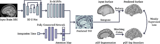 Figure 1 for Weakly Supervised Learning of Cortical Surface Reconstruction from Segmentations