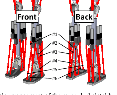 Figure 3 for Learning of Balance Controller Considering Changes in Body State for Musculoskeletal Humanoids