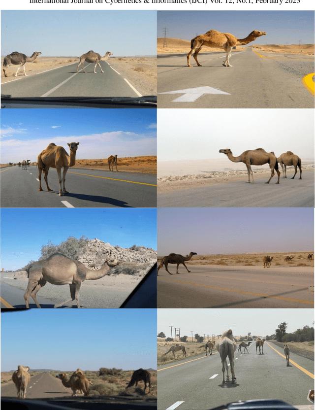Figure 1 for Computer Vision for a Camel-Vehicle Collision Mitigation System