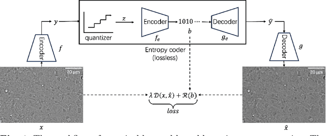 Figure 1 for Deep learning based Image Compression for Microscopy Images: An Empirical Study