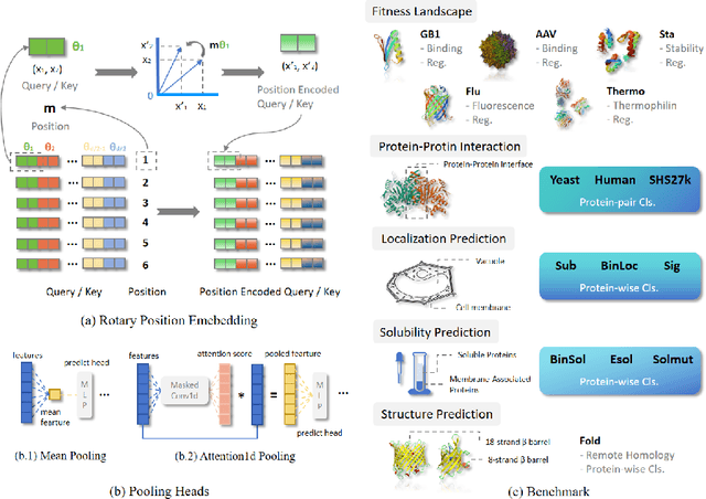 Figure 3 for PETA: Evaluating the Impact of Protein Transfer Learning with Sub-word Tokenization on Downstream Applications