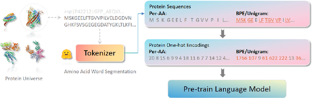 Figure 1 for PETA: Evaluating the Impact of Protein Transfer Learning with Sub-word Tokenization on Downstream Applications