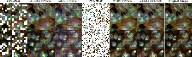 Figure 1 for Masked autoencoders are scalable learners of cellular morphology