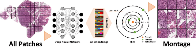Figure 1 for Selection of Distinct Morphologies to Divide & Conquer Gigapixel Pathology Images