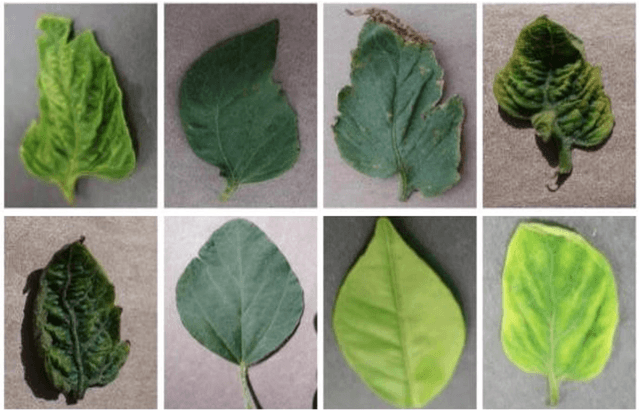 Figure 2 for Crop Disease Classification using Support Vector Machines with Green Chromatic Coordinate (GCC) and Attention based feature extraction for IoT based Smart Agricultural Applications