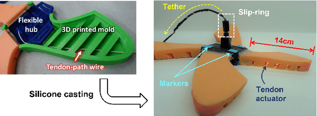 Figure 1 for Multi-gait Locomotion Planning and Tracking for Tendon-actuated Terrestrial Soft Robot (TerreSoRo)