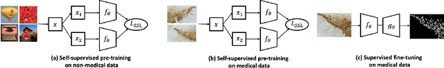 Figure 1 for Self-supervised Learning for Segmentation and Quantification of Dopamine Neurons in $\text{Parkinson's Disease}$