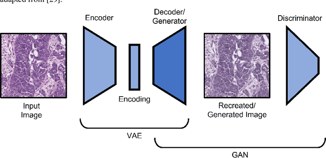 Figure 2 for Generative Adversarial Networks for Stain Normalisation in Histopathology