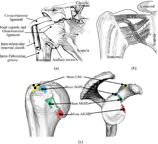 Figure 1 for Development and Characteristics of a Highly Biomimetic Robotic Shoulder Through Bionics-Inspired Optimization