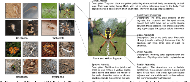 Figure 3 for Insect-Foundation: A Foundation Model and Large-scale 1M Dataset for Visual Insect Understanding