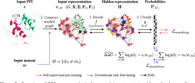Figure 3 for Learning to design protein-protein interactions with enhanced generalization