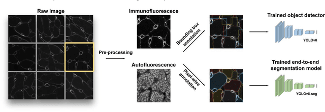 Figure 4 for Quantification of cardiac capillarization in single-immunostained myocardial slices using weakly supervised instance segmentation