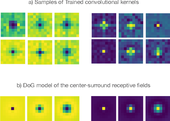 Figure 1 for Neural Echos: Depthwise Convolutional Filters Replicate Biological Receptive Fields