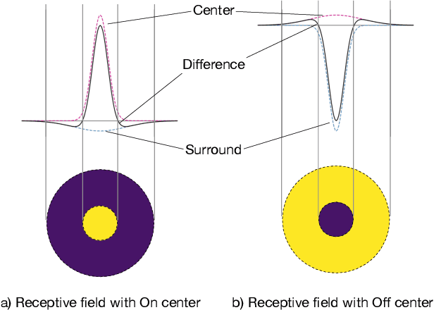 Figure 2 for Neural Echos: Depthwise Convolutional Filters Replicate Biological Receptive Fields