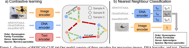 Figure 1 for BIOSCAN-CLIP: Bridging Vision and Genomics for Biodiversity Monitoring at Scale